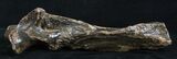 Woolly Rhinoceros Ulna Bone - Late Pleistocene #3443-2